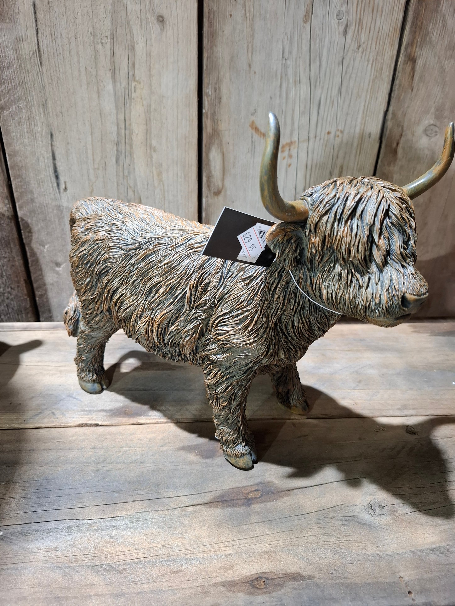 Hooglanders staand